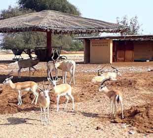 Al Areen Wildlife Park