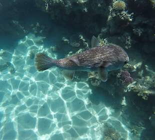 Домашний риф, застенчивая рыба-еж