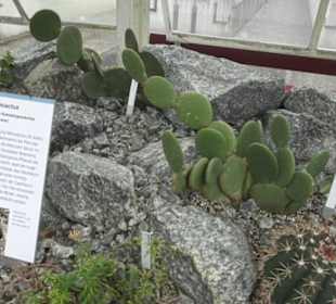 Sukkulentensammlung