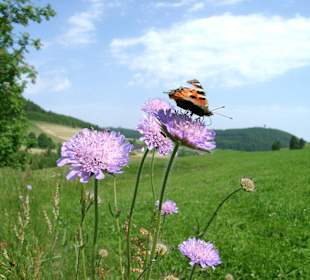 Frühling im Schwarzwald