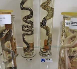 Im Schaumagazin des Übersee-Museums