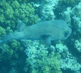 Riesiger jedoch scheuer Igelfisch