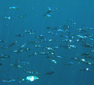 Schwarzstreifen-Füsilier