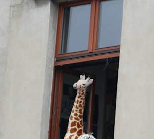 Neugierige Kuscheltiere auf der Dominsel