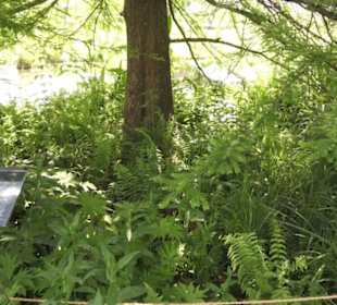 Botanischer Garten der Universität Zürich