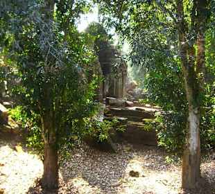 Piante