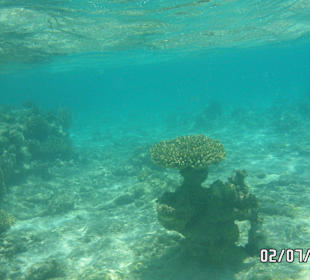 Wunderschöne Korallengebilde