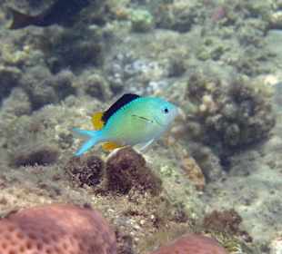 Blaugrüner Chromis 9cm, Männchen in Balzfärbung