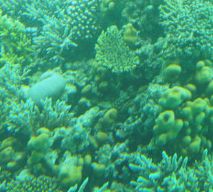 Wunderschöne Korallen