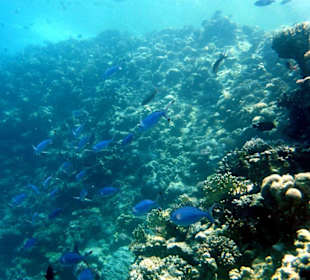 Hausriff, Korallen, Fische Wahnsinn