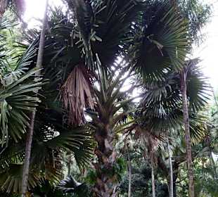 Botanischer Garten