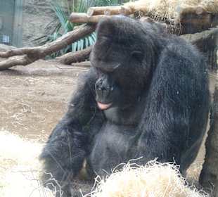 Zoo