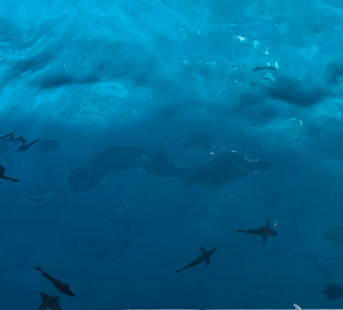 Schnorcheln Marsa Alam