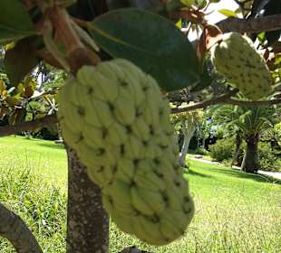 Undefinierbare Frucht am Baum