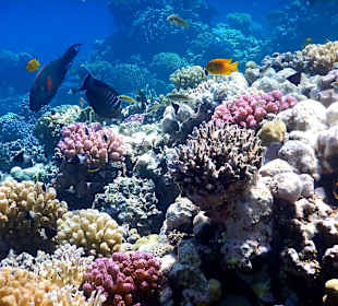 Schnorcheln Makadi Bay