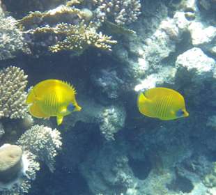 Herrlich liebe Fische