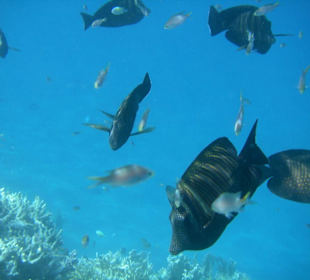 Viele Fischi´s