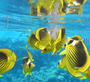 Schnorcheln am Hausriff