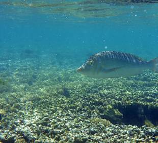 Schnorcheln Blue Bay