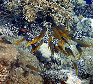 Schnorcheln Marsa Alam