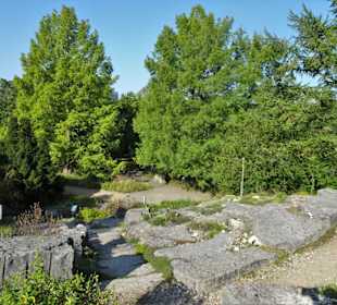 Im Alpinum des Botanischen Gartens