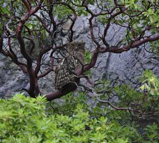 Die braune Fischeeulentour im Green Canyon