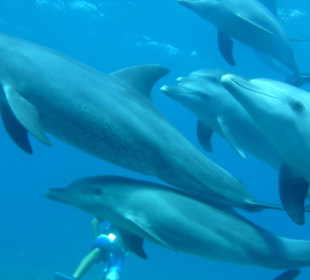 Delfine