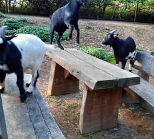 Direkter Kontakt zu den Tieren möglich