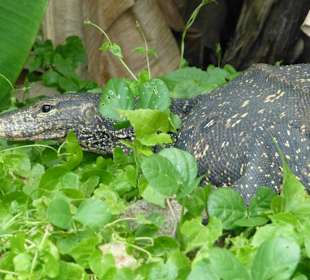 Flussrundfahrt Bentota River - Waran