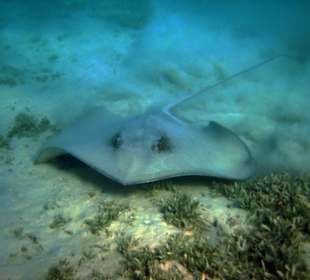 Leopardenrochen Schnorcheln Gorgonia Beach