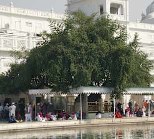 Jubi Tree in seiner vollen Größe