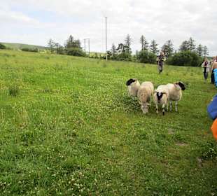 Patsy's Shaffarm