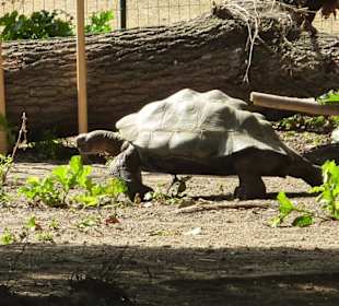 Galápagos Riesenschildkröte