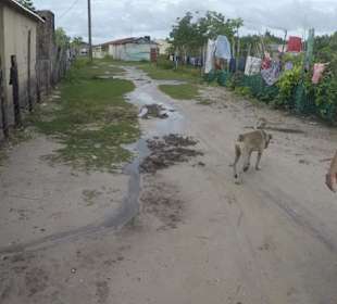 "Schildkrötenfarm" ohne Schildkröten...