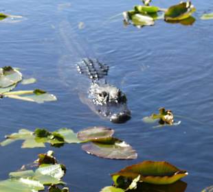 Der Alligator ist neugierig