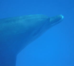 Traumhaft - Delfinausflug Mai 2014