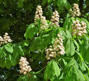 Impressionen vom Rundgang um die Gateteiche