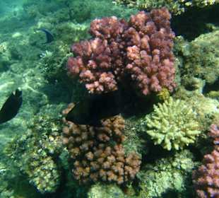 Hoteleigenes Korallenriff