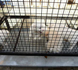 Auch lebende Tiere, nicht jedermanns Sache