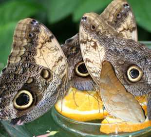 Schmetterlingshaus Mainau