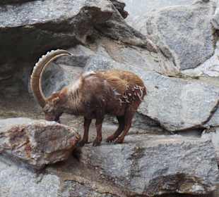 Steinbock