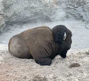 Yellowstone Nationalpark