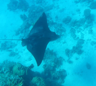 Adlerrochen beim Fliegen durchs Wasser