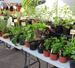 Impressionen vom Marché Cassanyes