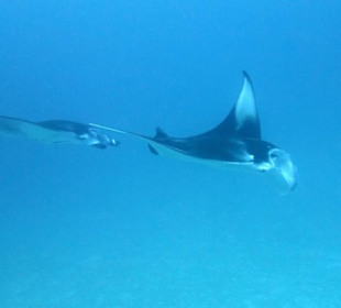 Mantas