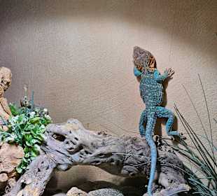 Innen