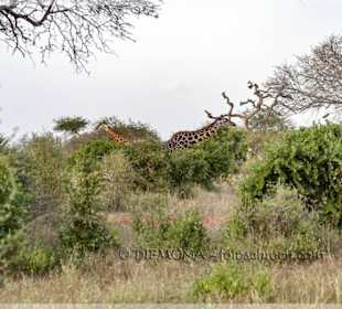 Und auch zu zweit geben sie ein schönes Bild ab