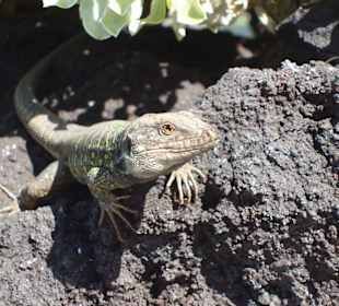 Bewohner des Meerwasserschwimmbeckens