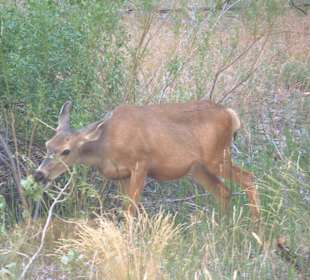 Parco nazionale Zion