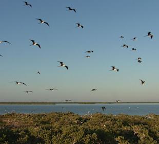 Isla de los Pajaros / Isla Morena